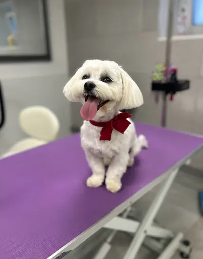 Psi fryzjer NA PSA UROK